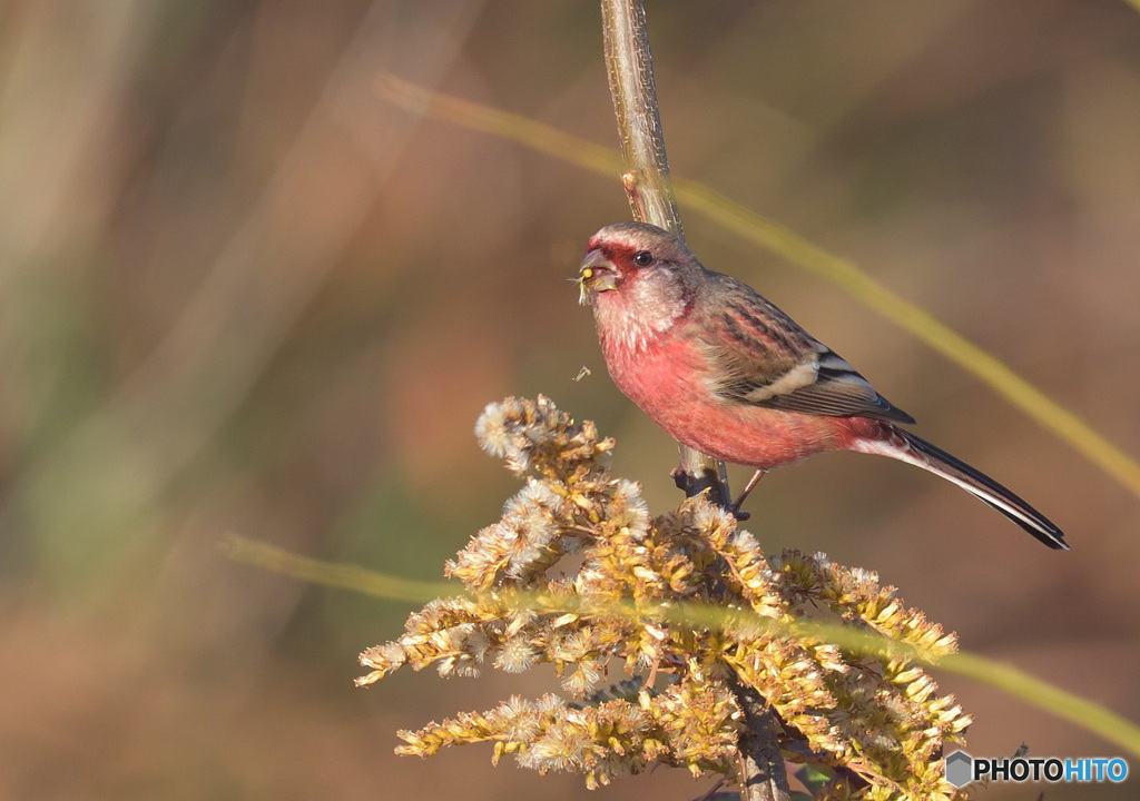 セイタカアワダチソウをいただきます(･ω･)