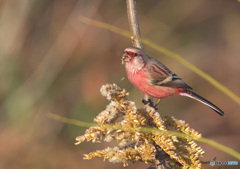セイタカアワダチソウをいただきます(･ω･)