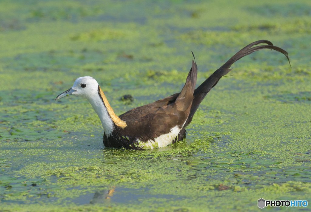 思い出のレンカクさん⑬