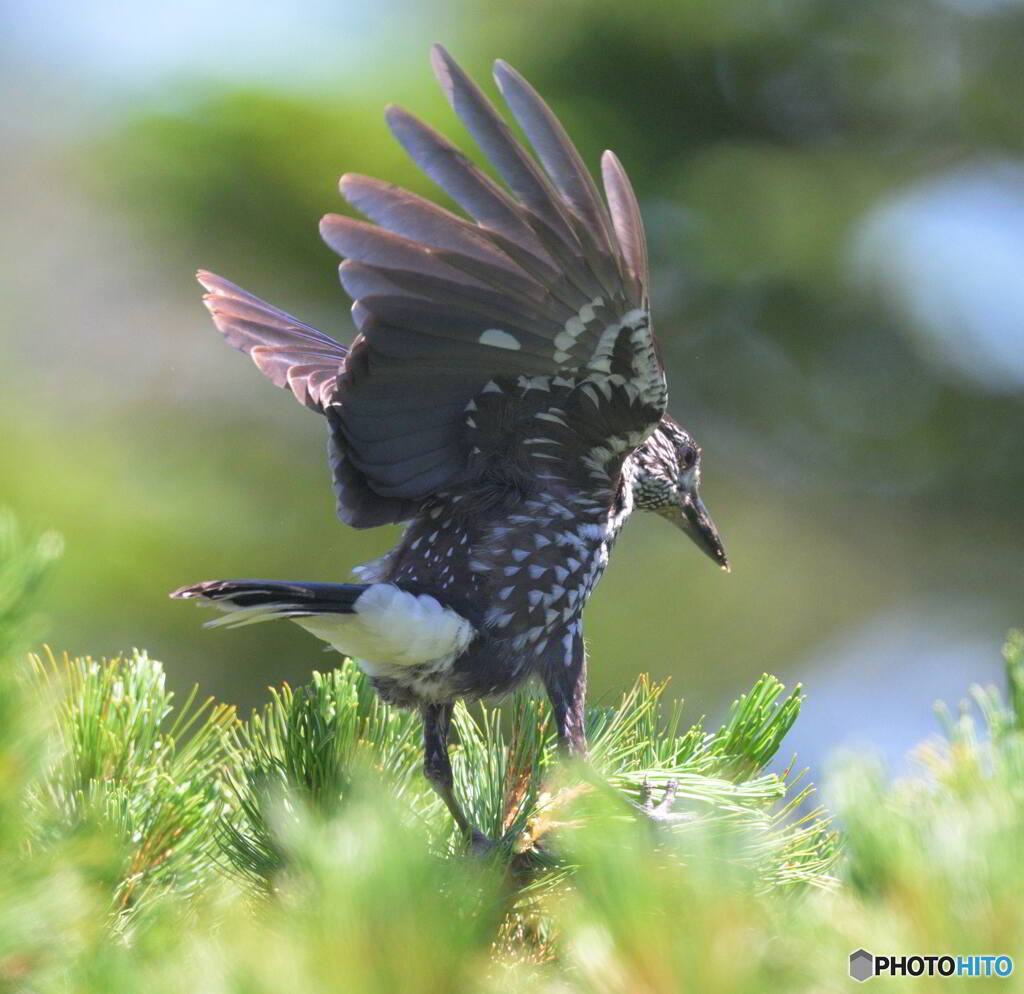 元気なホシガラス⑨
