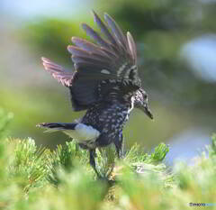 元気なホシガラス⑨