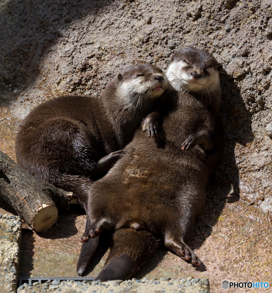 まったりカワウソ