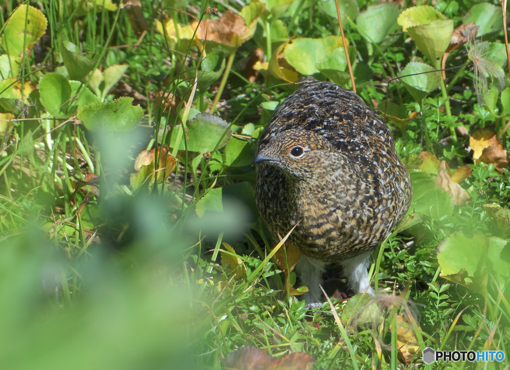 室堂平のライチョウ⑥