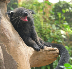 ビントロングの子供