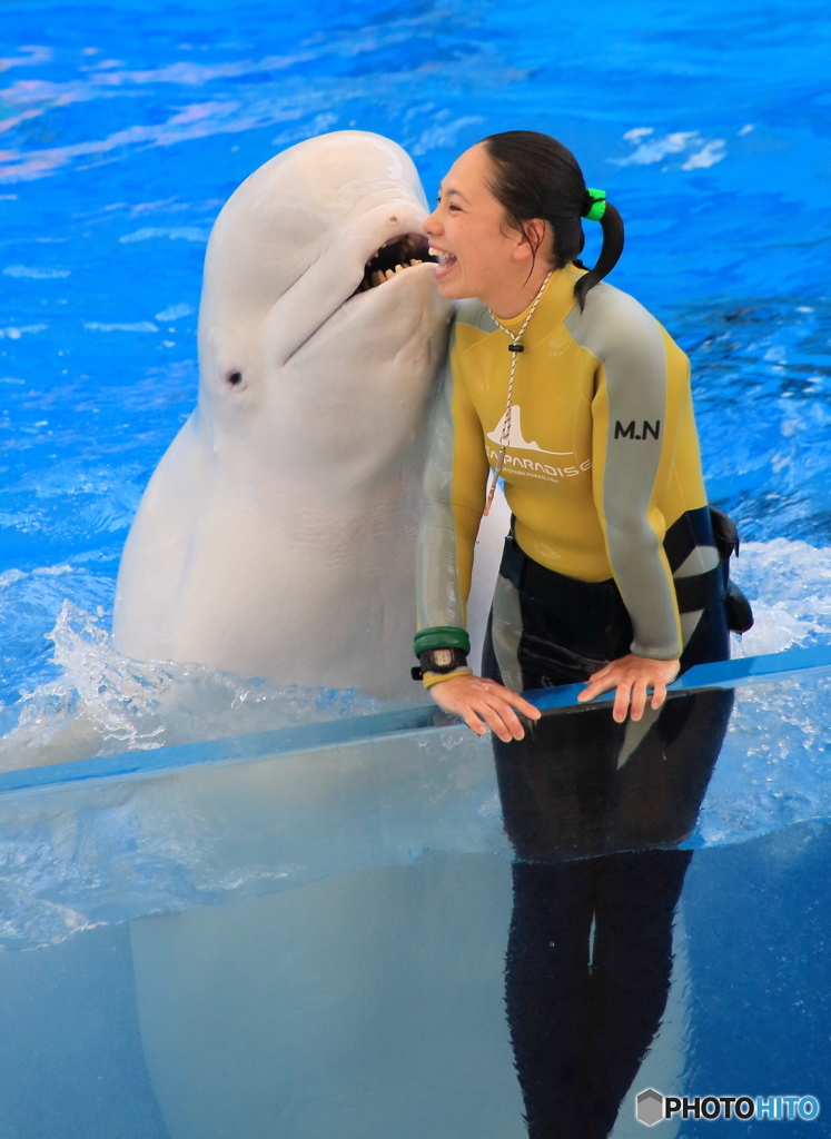 ベルーガのキス