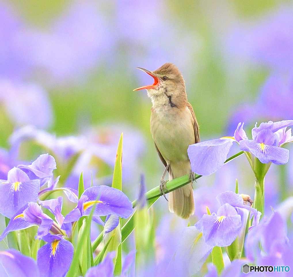 花菖蒲にオオヨシキリ⑪