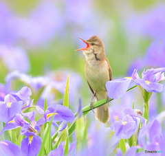 花菖蒲にオオヨシキリ⑪