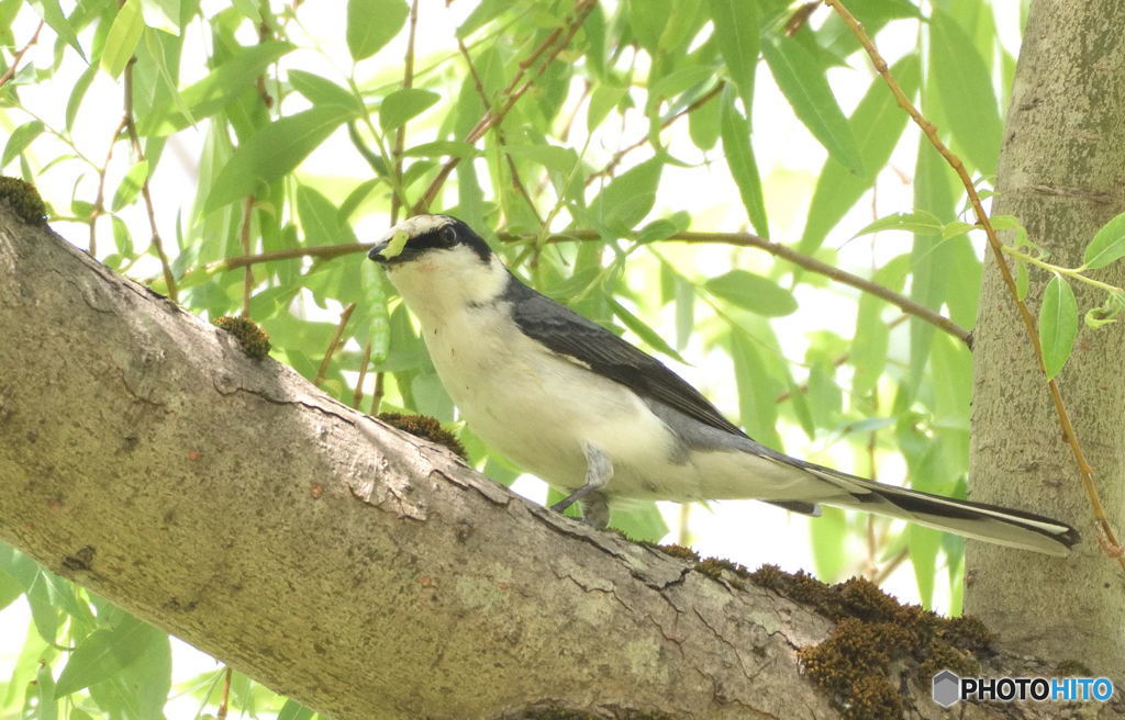 本日のサンショウクイ