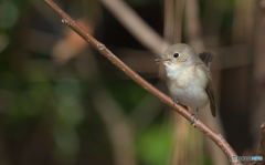 ニシオジロビタキ♀Ⅱ