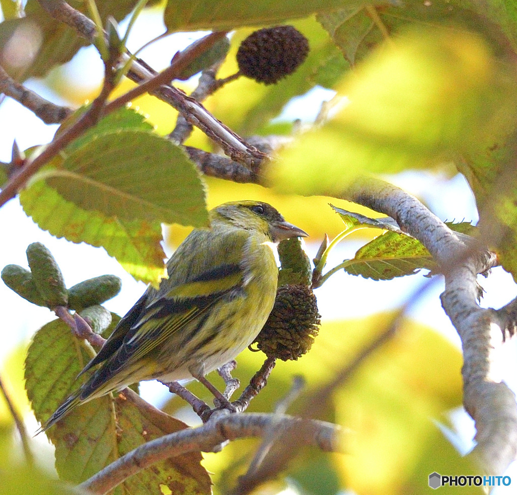 本日のマヒワさん