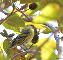 本日のマヒワさん