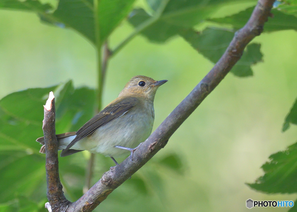 キビタキ♀