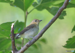 キビタキ♀
