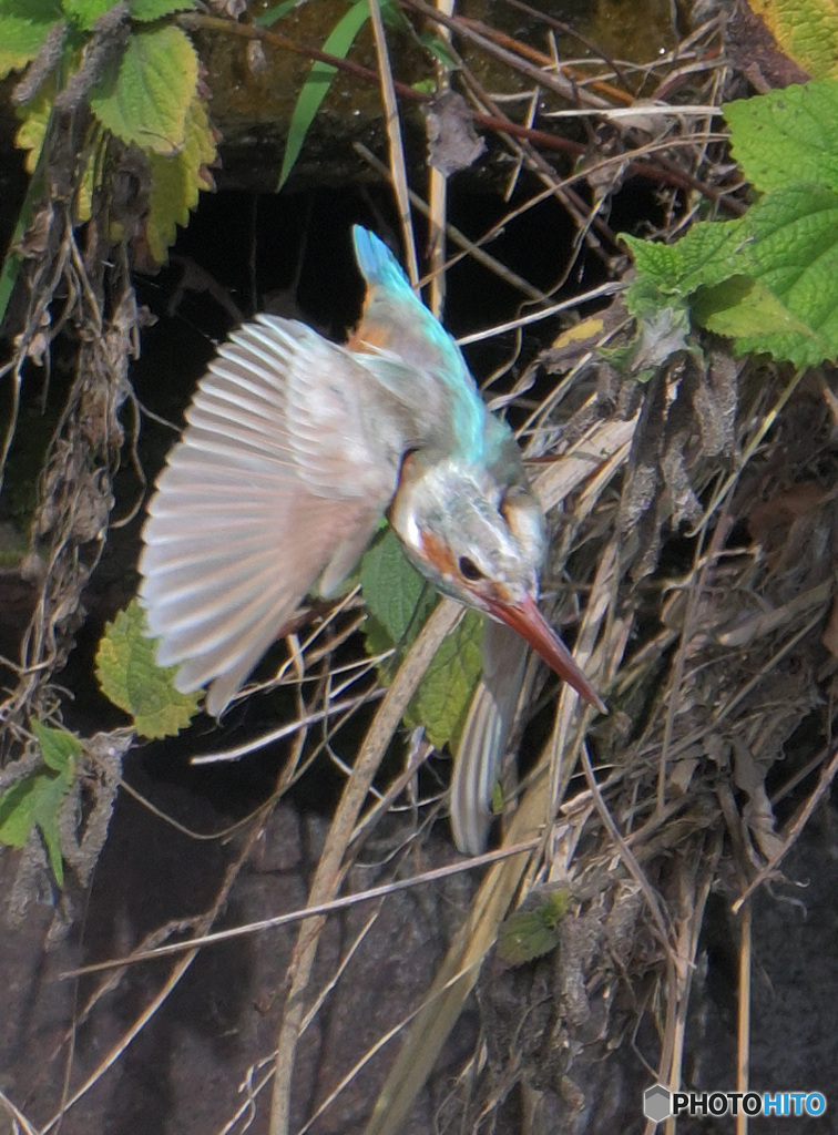 白いカワセミ⑫