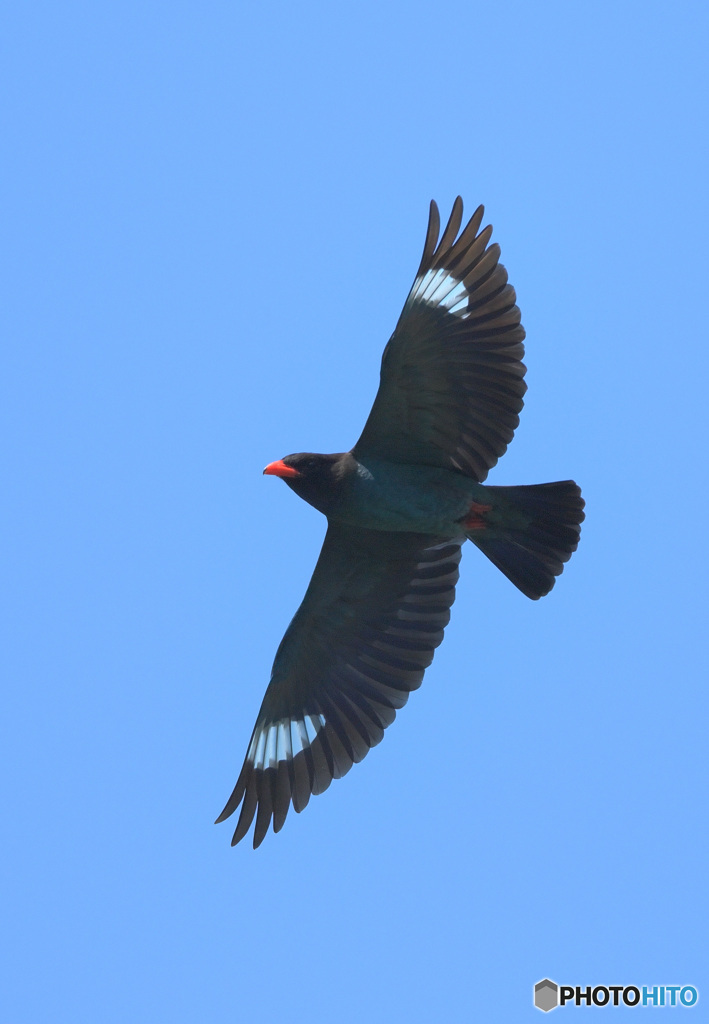 在庫のブッポウソウ