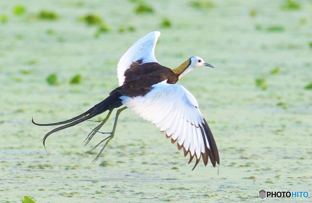 思い出のレンカクさん