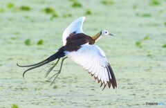 思い出のレンカクさん