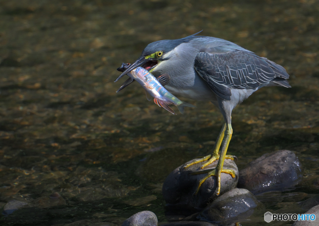 ササゴイにオイカワⅡ