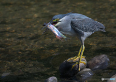 ササゴイにオイカワⅡ