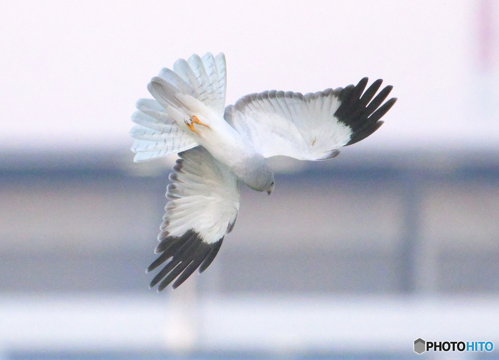 ハイイロチュウヒ⑧