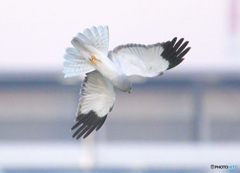 ハイイロチュウヒ⑧