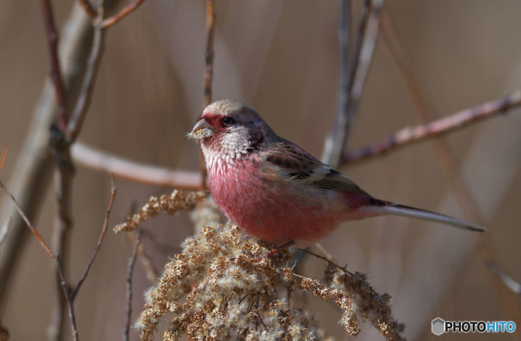 セイタカアワダチソウを食すⅡ