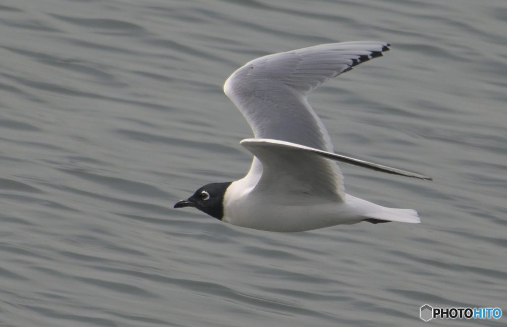 初めてのズグロカモメ⑥