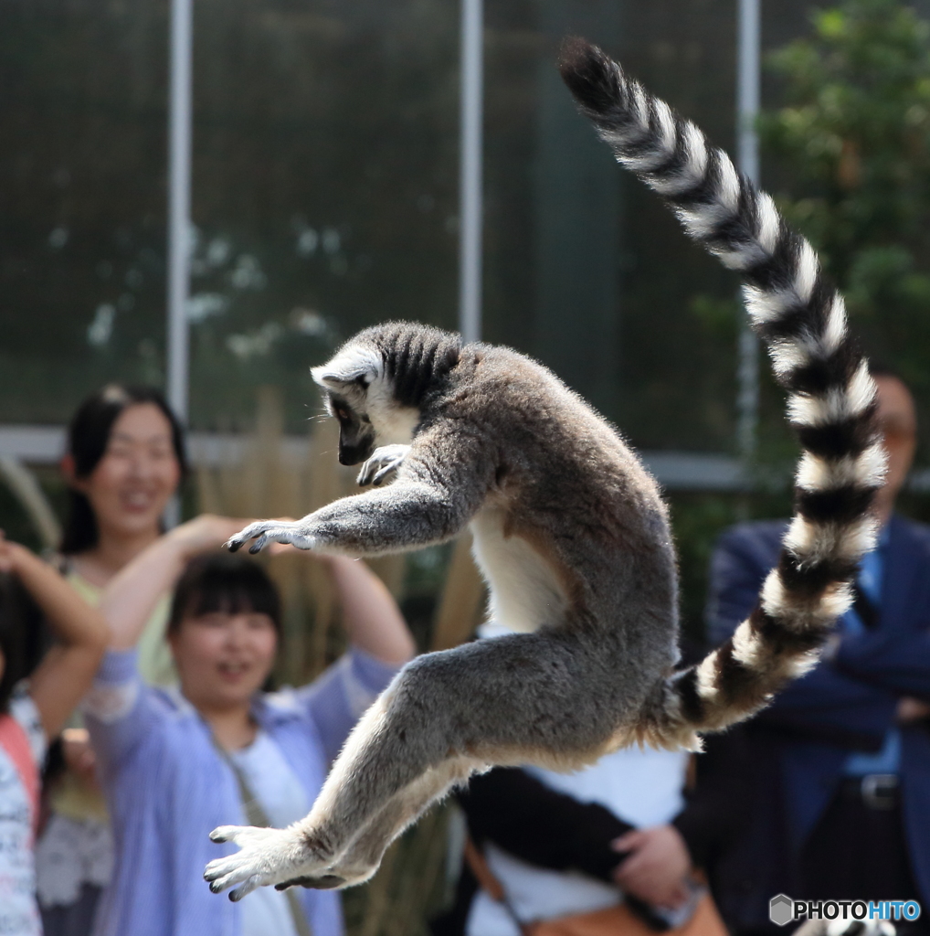 ひらり