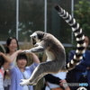 ひらり