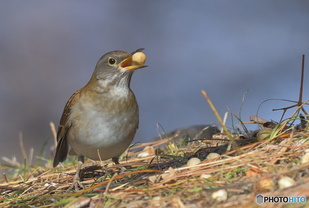 いただきま～す