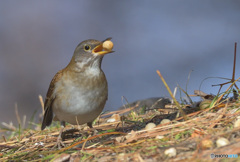 いただきま～す