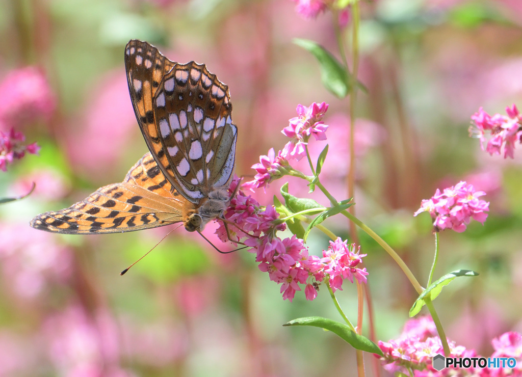 赤蕎麦にヒョウモンチョウ