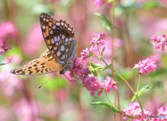 赤蕎麦にヒョウモンチョウ