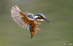 本日のホバリング(20160830）