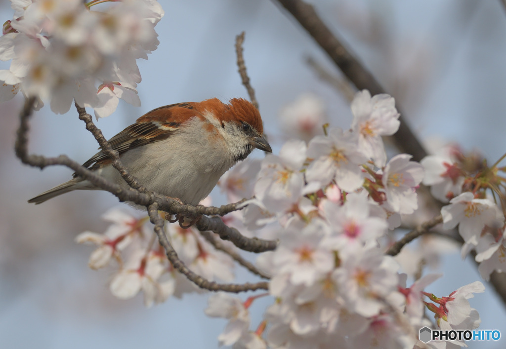在庫のニュウナイスズメ君②