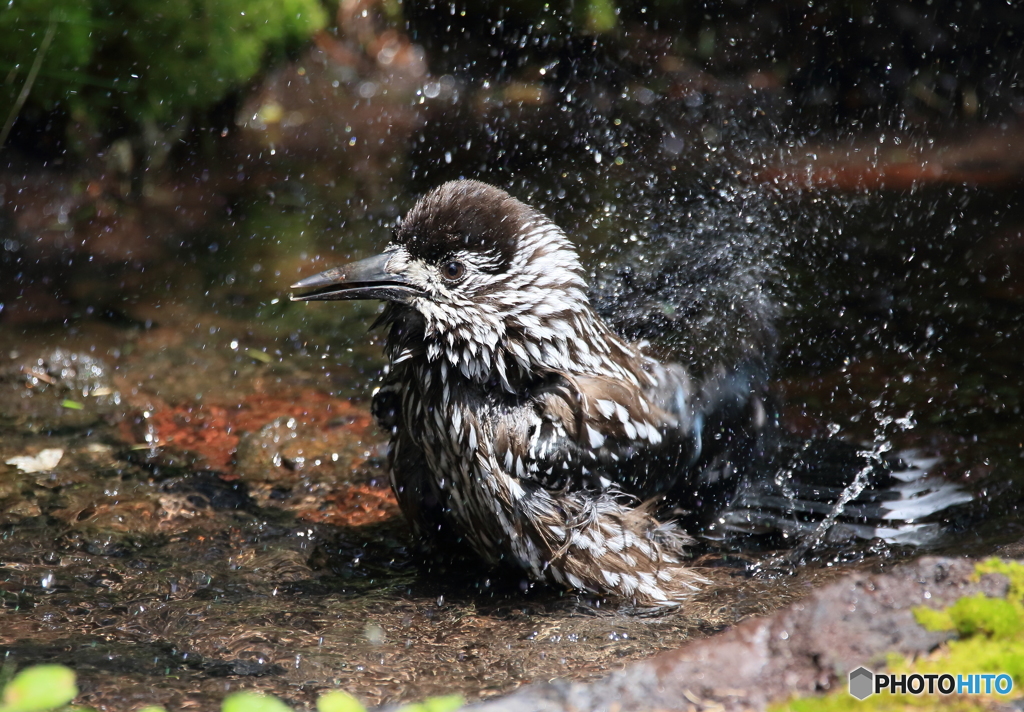 ホシガラスの水浴び