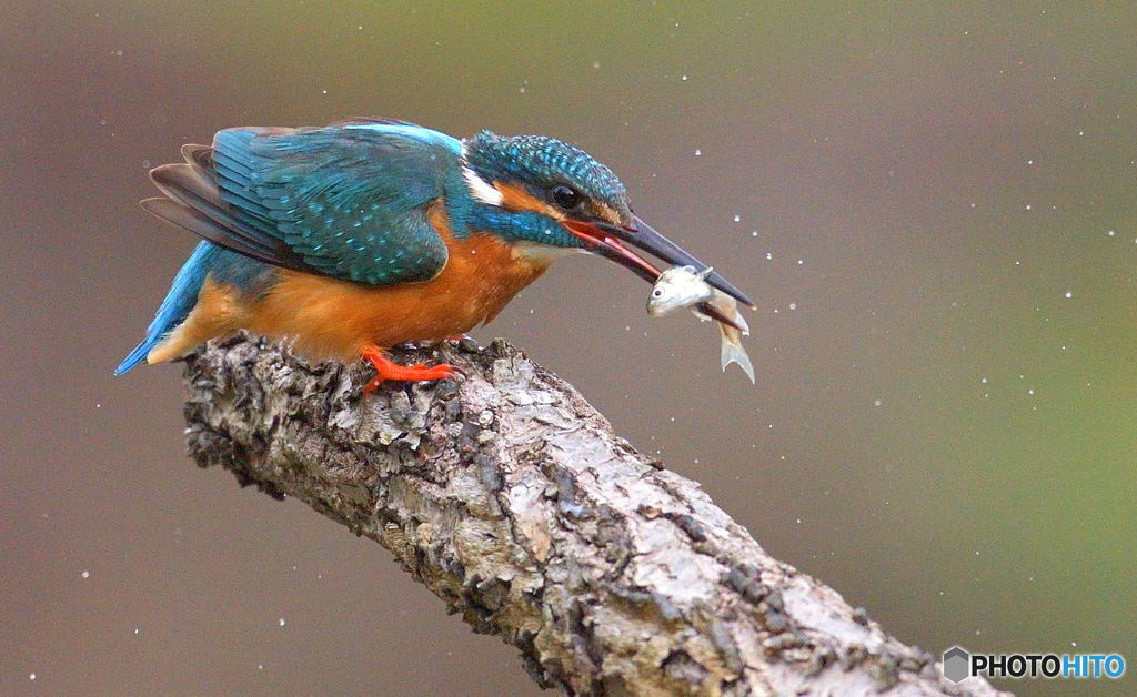 ゴキゲンなカワちゃん