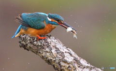ゴキゲンなカワちゃん ゴキゲンなカワちゃん