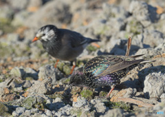 ムクドリとホシムクドリ