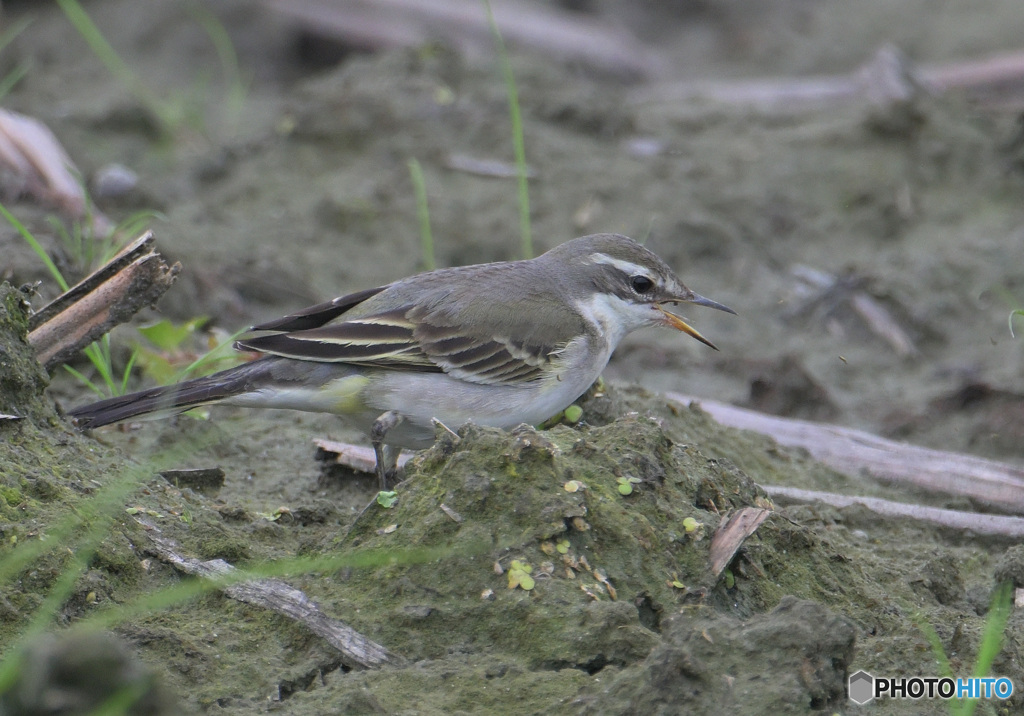 ツメナガキセキレイ②