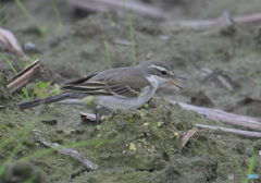 ツメナガキセキレイ②