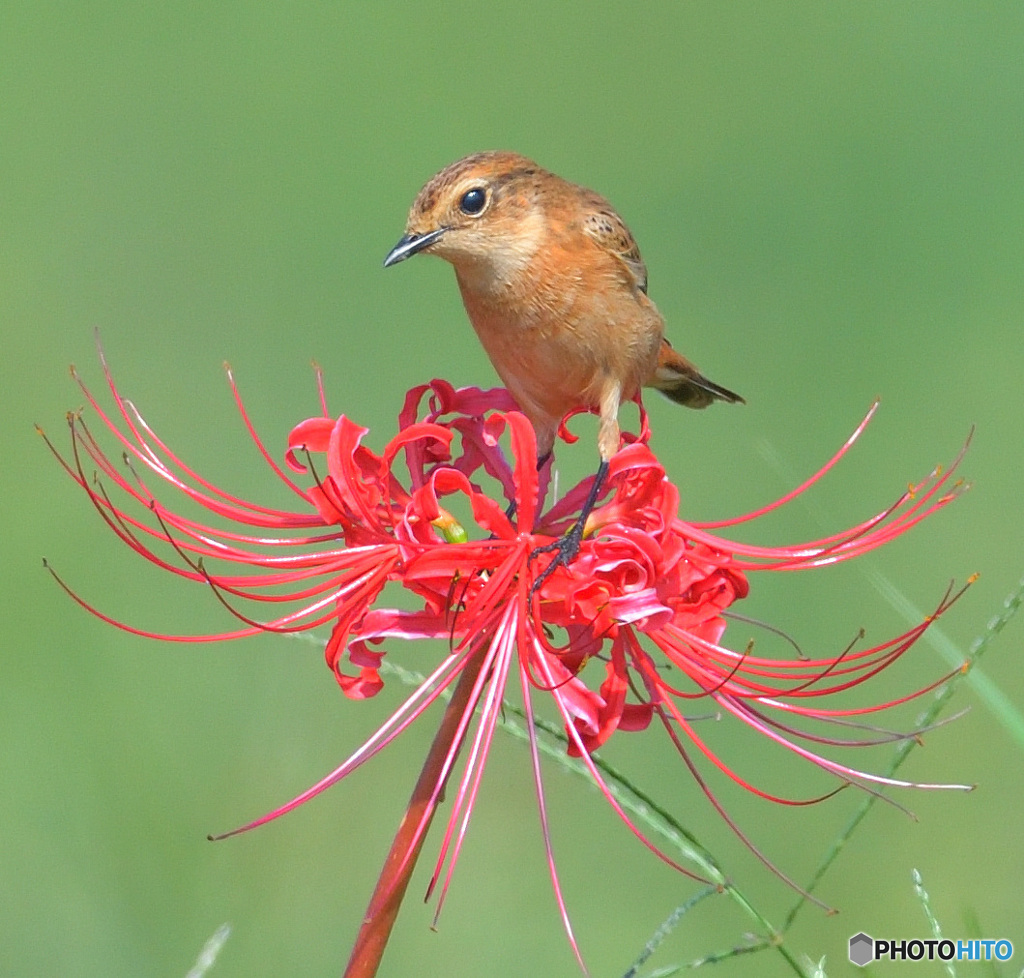 彼岸花にノビタキ