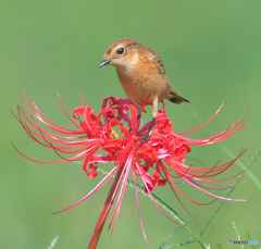 彼岸花にノビタキ