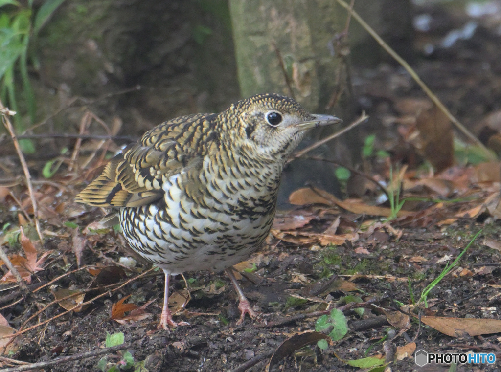 本日のトラツグミ