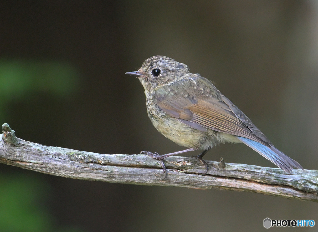 五合目のルリビタキ