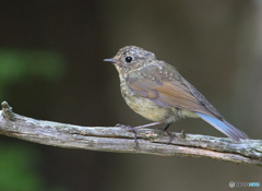 五合目のルリビタキ