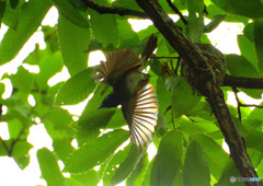 ひらりサンコウチョウ