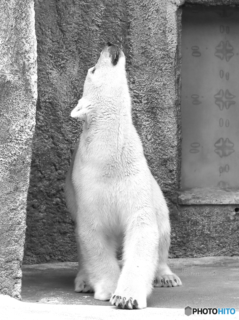 上を向いて歩こう