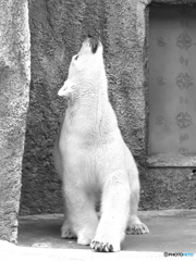 上を向いて歩こう