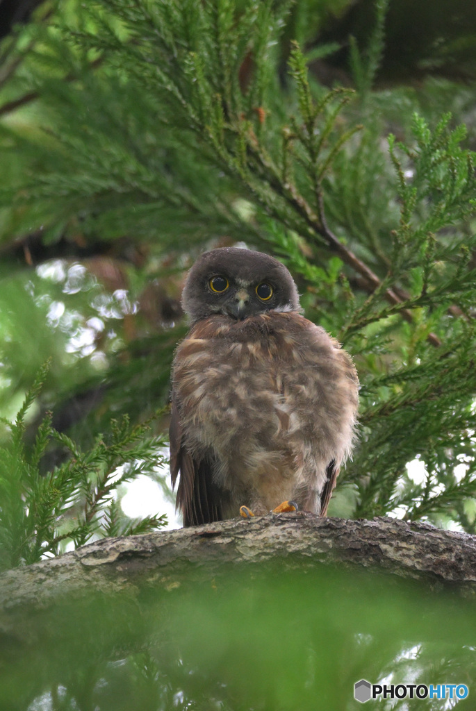 カメラ目線の幼鳥さん